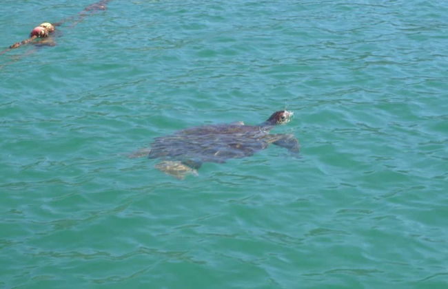 Ubatuba Southern Beaches Boat Tour - Photo 3