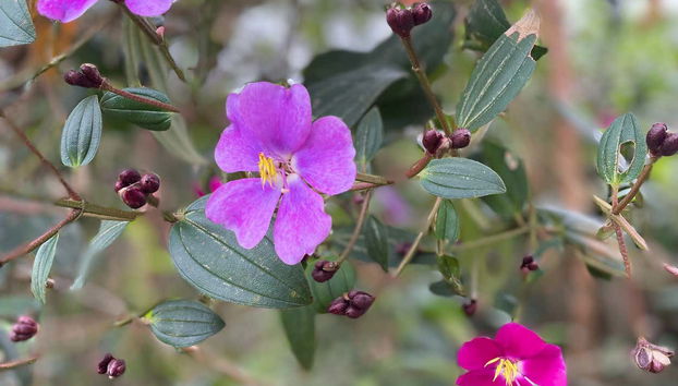 Uma experiência única!