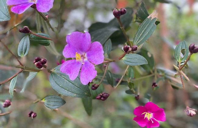 Tour do mel por Jardín - Foto 5