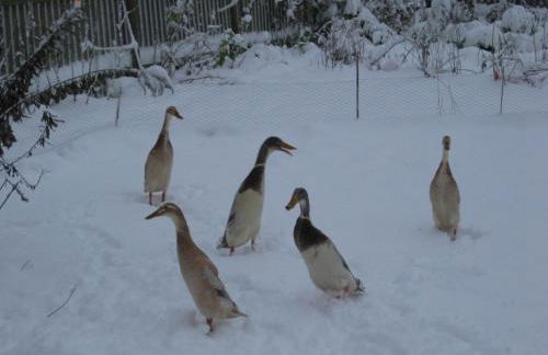 No.5 - Ferienwohnung Schkade - Foto 34