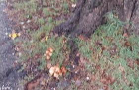 La corte dei celti 5 - Foto 47