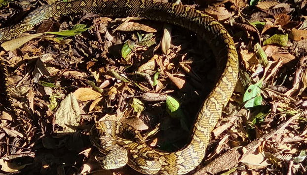 Glow Worm Caves Night Tour - Foto 5