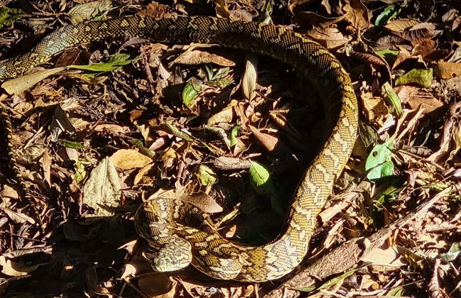 Escursione al Parco Nazionale Springbrook + Avvistamento di canguri - Foto 5