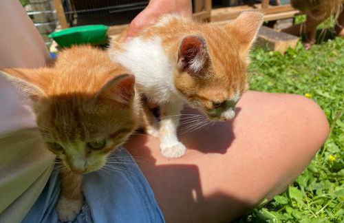 Planatschhof - Photo 64