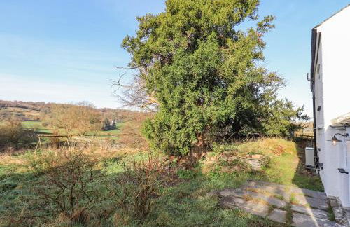 Green Yew - Photo 58