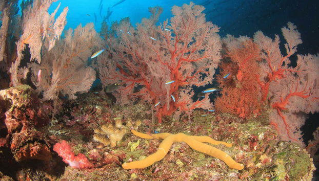 Paseo en barco con fondo de cristal - Foto 3