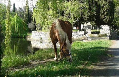 Agriturismo Dinoabbo Ulivi - Foto 36