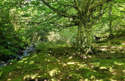 Casa Rural El Trineo de Campoo - Alto Campoo - Foto 43