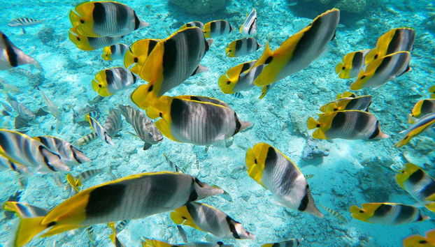 Glass-Bottom Boat Tour - Foto 2