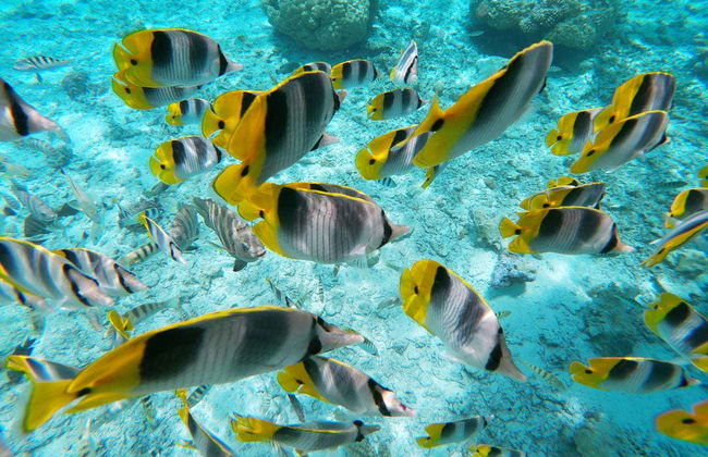 Giro in barca con fondo trasparente - Foto 2