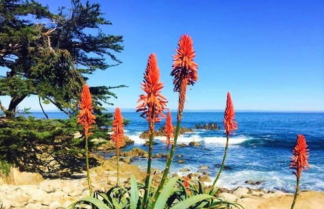 Mv14: Beach Retreat Close To The Beach And Carmel - Foto 40