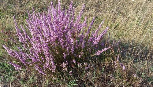 Lac et Nature - Foto 4