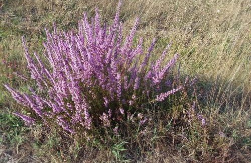 Lac et Nature - Foto 4
