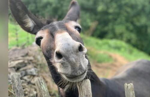Agroturismo La Casona de Belmonte - Foto 20