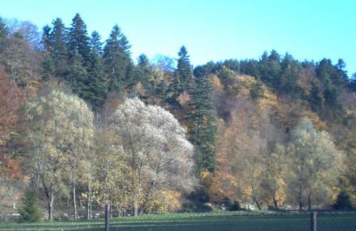 Pod Orzechem - Foto 6