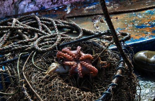 Ittiturismo Il Vecchio e il Mare - Foto 19