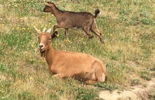 Gite des 2 arbres de la sagesse , agréable chalet avec spa privatif - Foto 21
