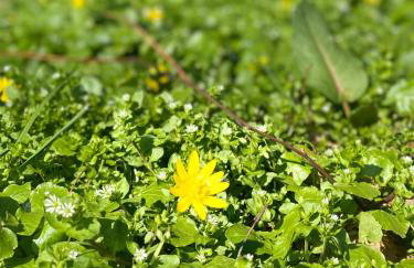 Domek pod lipami - Foto 13