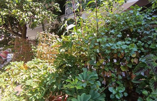 Olgas Cozy Nest Corfu retreat garden near Dassia - Foto 75