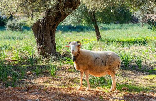 Ca na Barons - Foto 35