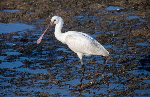 Bungalow B2 - Nature, Beach & River - Photo 75