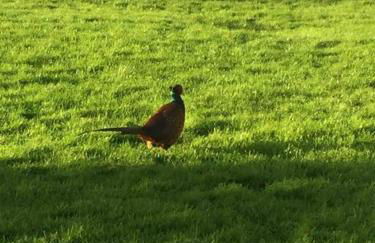 Gors Eilian - Photo 6