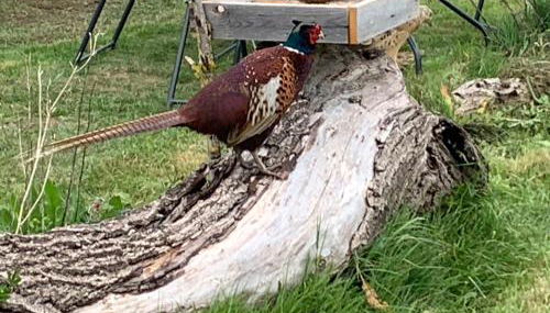 Luxury Pod-Sleeps 2-Hot Tub-Pets-Garden - Foto 4