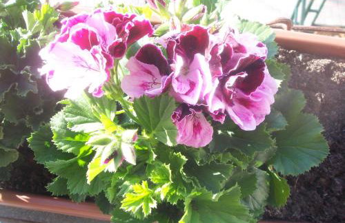 Apartment Biscan - Foto 25