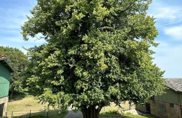 Ferienwohnung im Grünen - Foto 27
