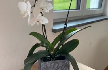 Gemütliche Oase im Voralpenland - Foto 7