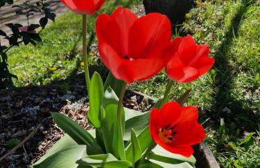 Gîte La Closerie des Cèdres - Foto 40