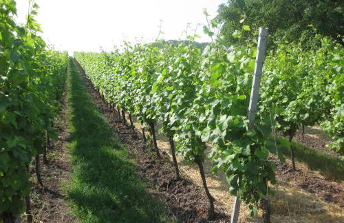 Apartments Bed & Breakfast Brückner - Foto 59