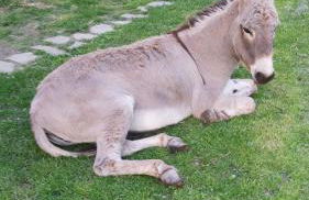 SO MAGIC - La casa nel bosco - Foto 68