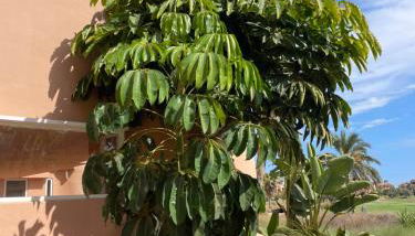 BEL APPARTEMENT REZ De CHAUSSEE AVEC DOUBLE TERRASSE FACE AU LAC ET AU GOLF - Foto 2