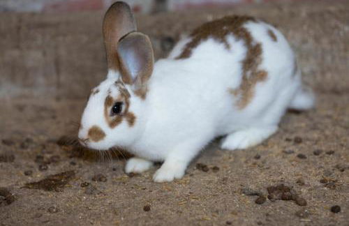 Turisme Rural Ca l,Anguila - Foto 54