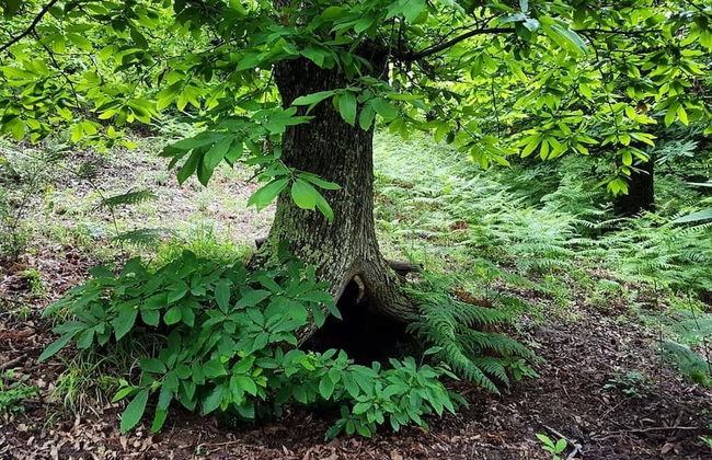 Agriturismo Sinciano - Foto 30