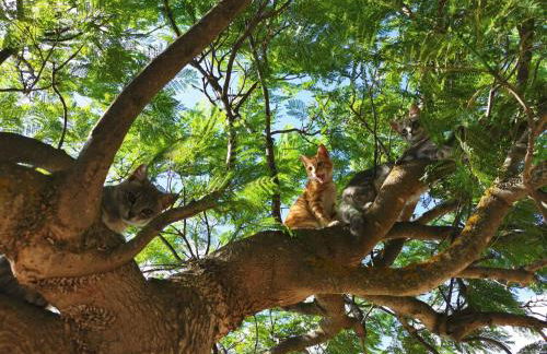 Apartment Wohnung 1 Zwei-Zimmer-Wohnung in Cattolica Eraclea by Interhome - Foto 19