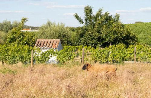 Horta dos Caracóis - Foto 18
