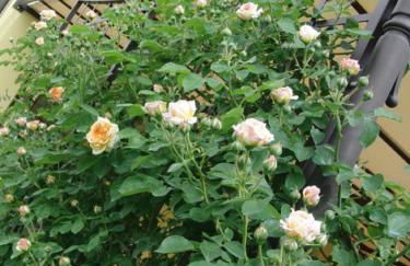 Particolari del Brenta - Photo 34