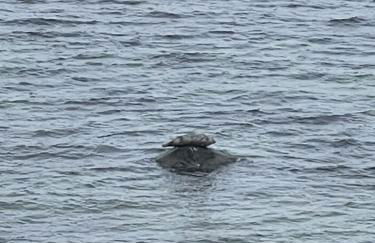 MP 7 Backbord - Foto 12