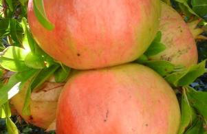 Apartment Benjamin - Photo 18