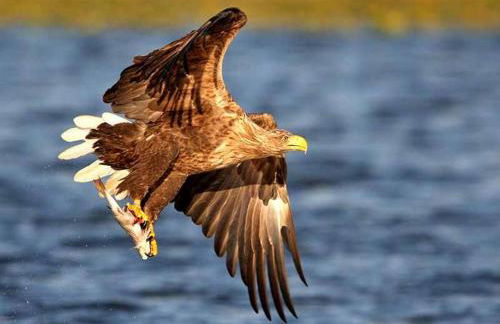 Ferienvilla-mv - Foto 19