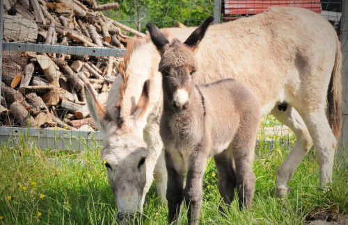 Agriturismo Le Castellare - Foto 39