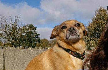 Y Bwthyn at The Old Water Mill on the very edge of Snowdonia - Foto 20