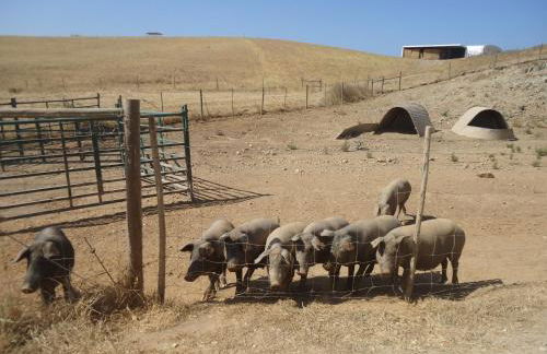 Herdade dos Montes Bastos - Foto 9