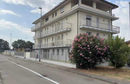 Salix Aurea - Foto 5