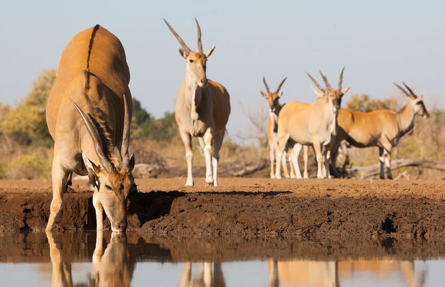 Kolokolo Safari Home – Mashatu Game Reserve - Foto 17