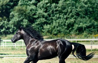 Agriturismo Fano's Farm - Foto 16