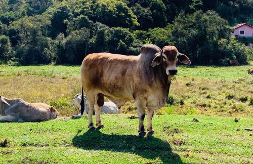 Bangalô 2 Rota do Vinho São Roque - Foto 24
