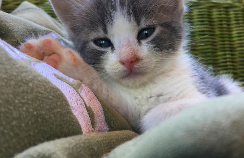 Agriturismo Quattro Pini - Foto 15